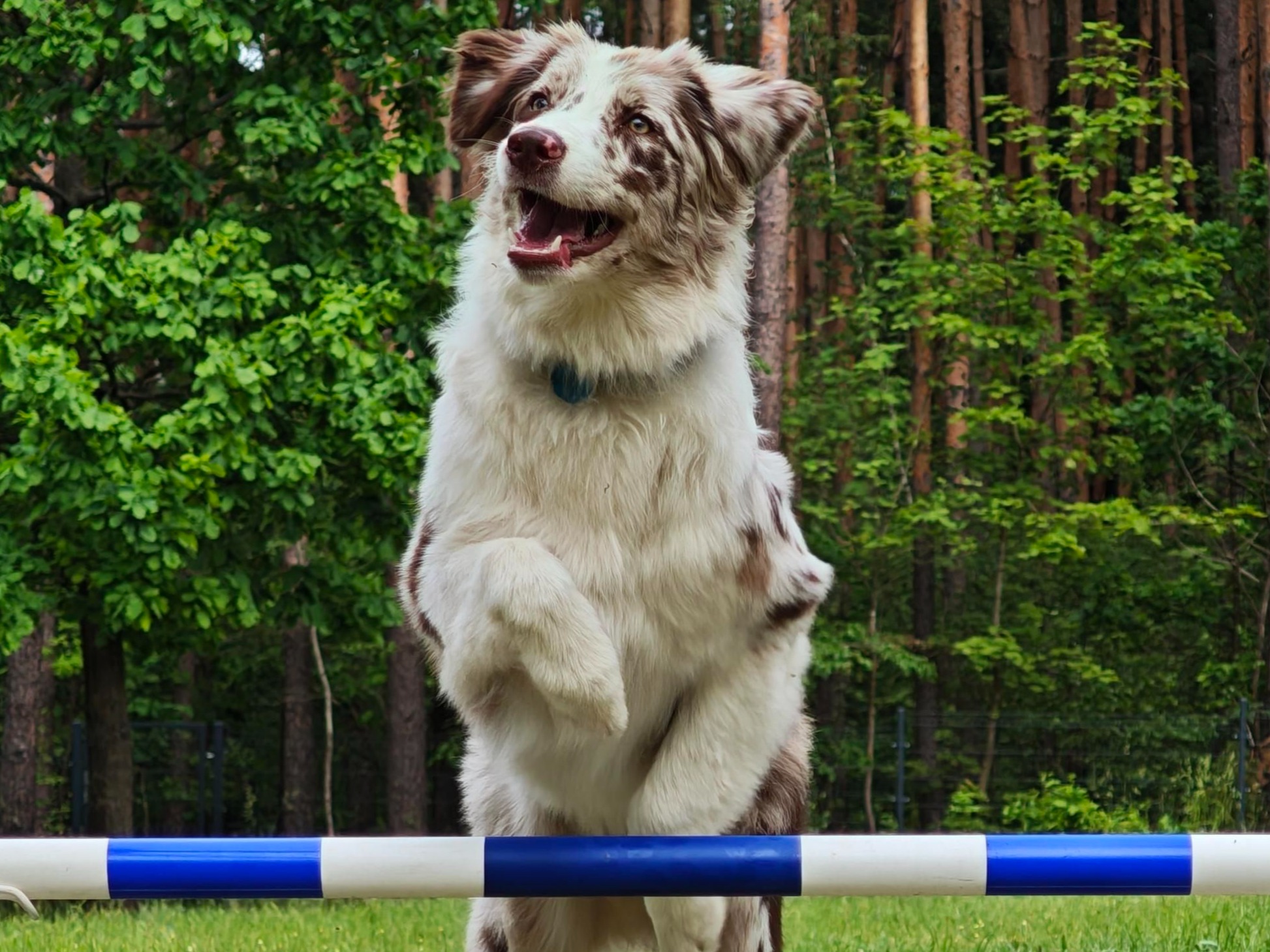 piesek skaczacy przeszkode