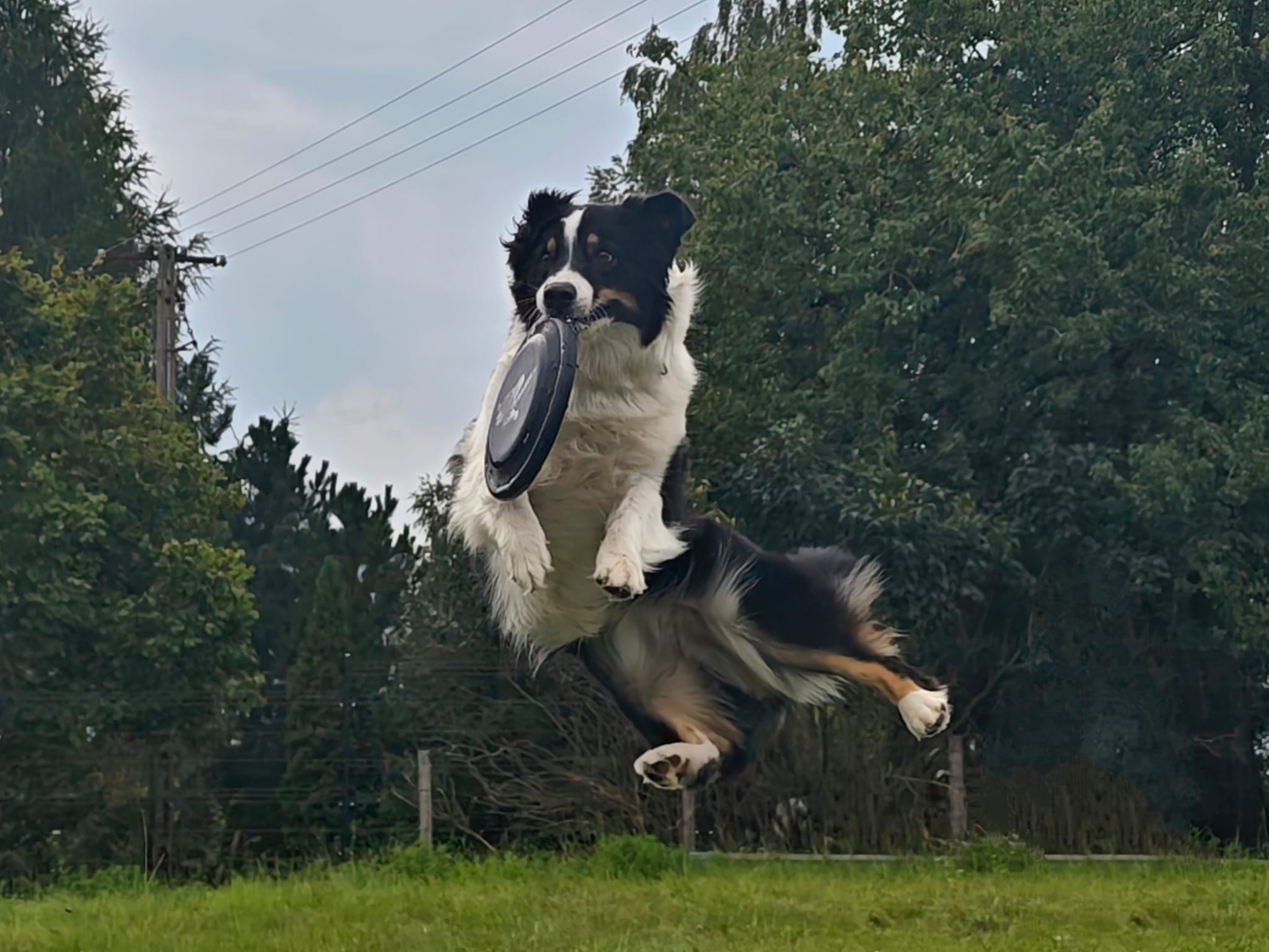 piesek skacze za frsibee