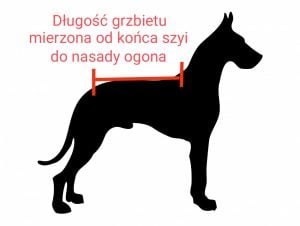 Jak mierzyć długość grzbietu psiaka