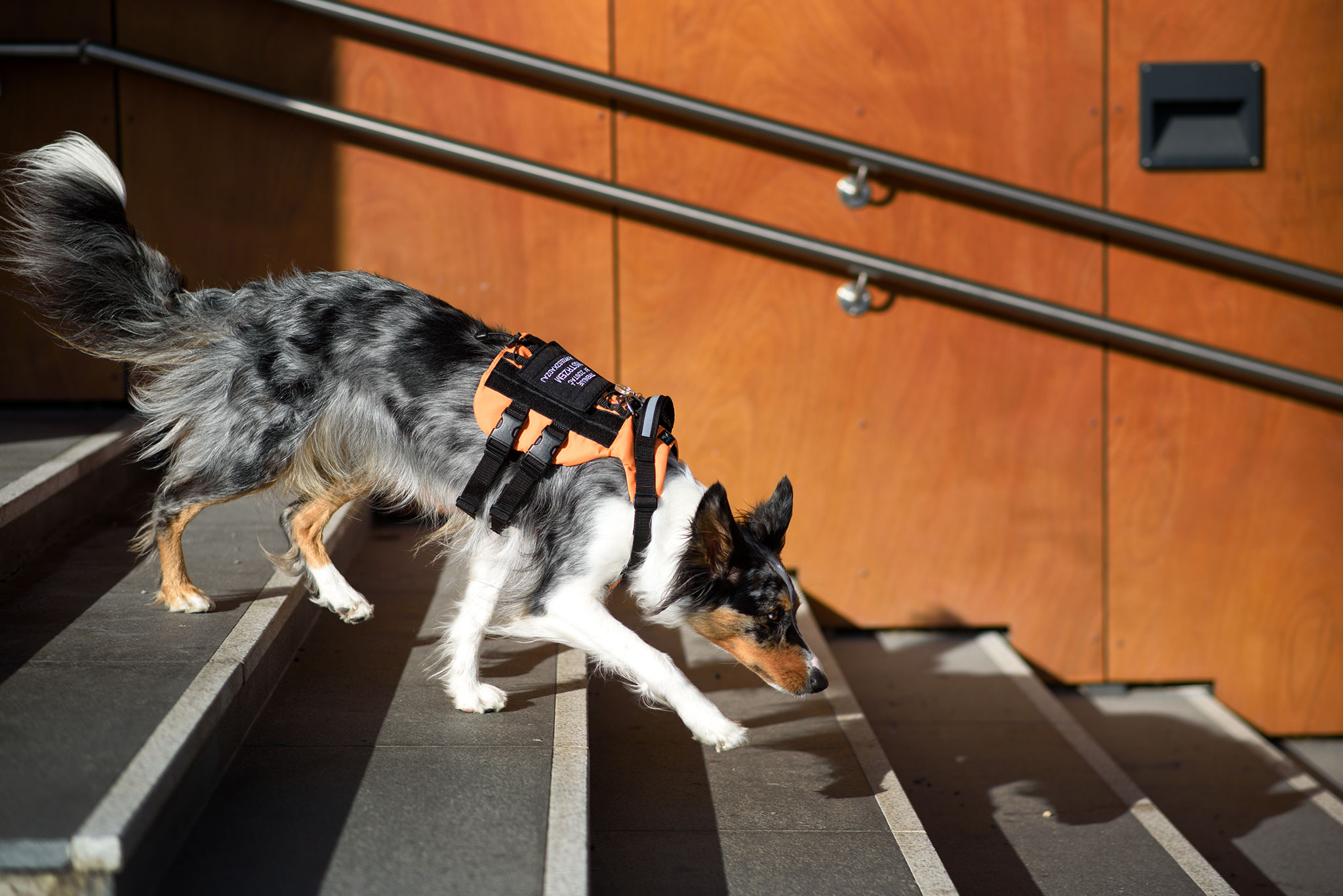 piesek z pomarańczowymi szelkami