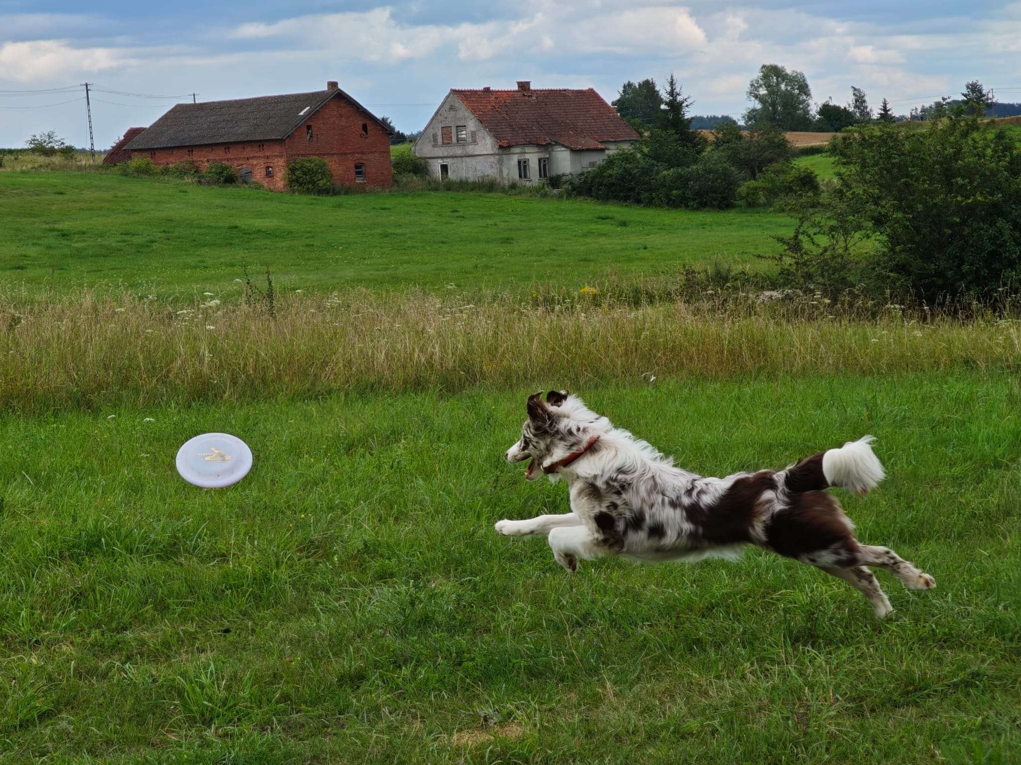 piesek z frisbee w pyszczku